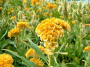 راهنمای نگهداری و پرورش گیاهان آپارتمانی - گل تاج خروس رشته‌ای